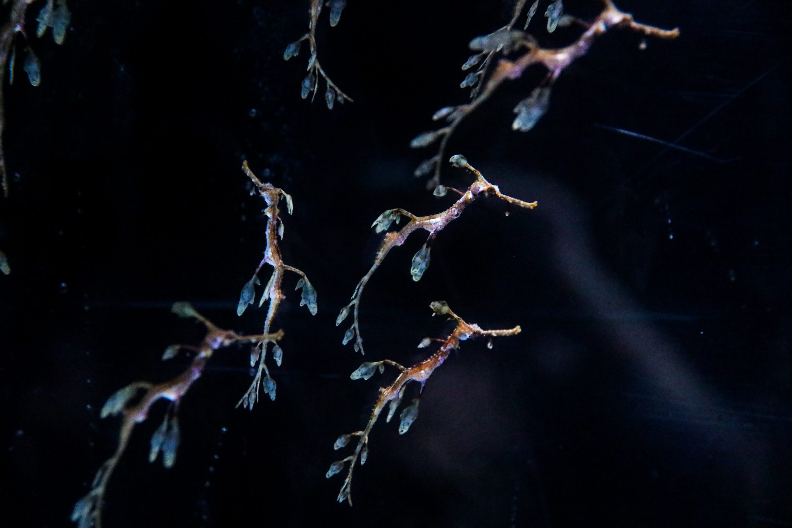 Seadragon babies in September 2022