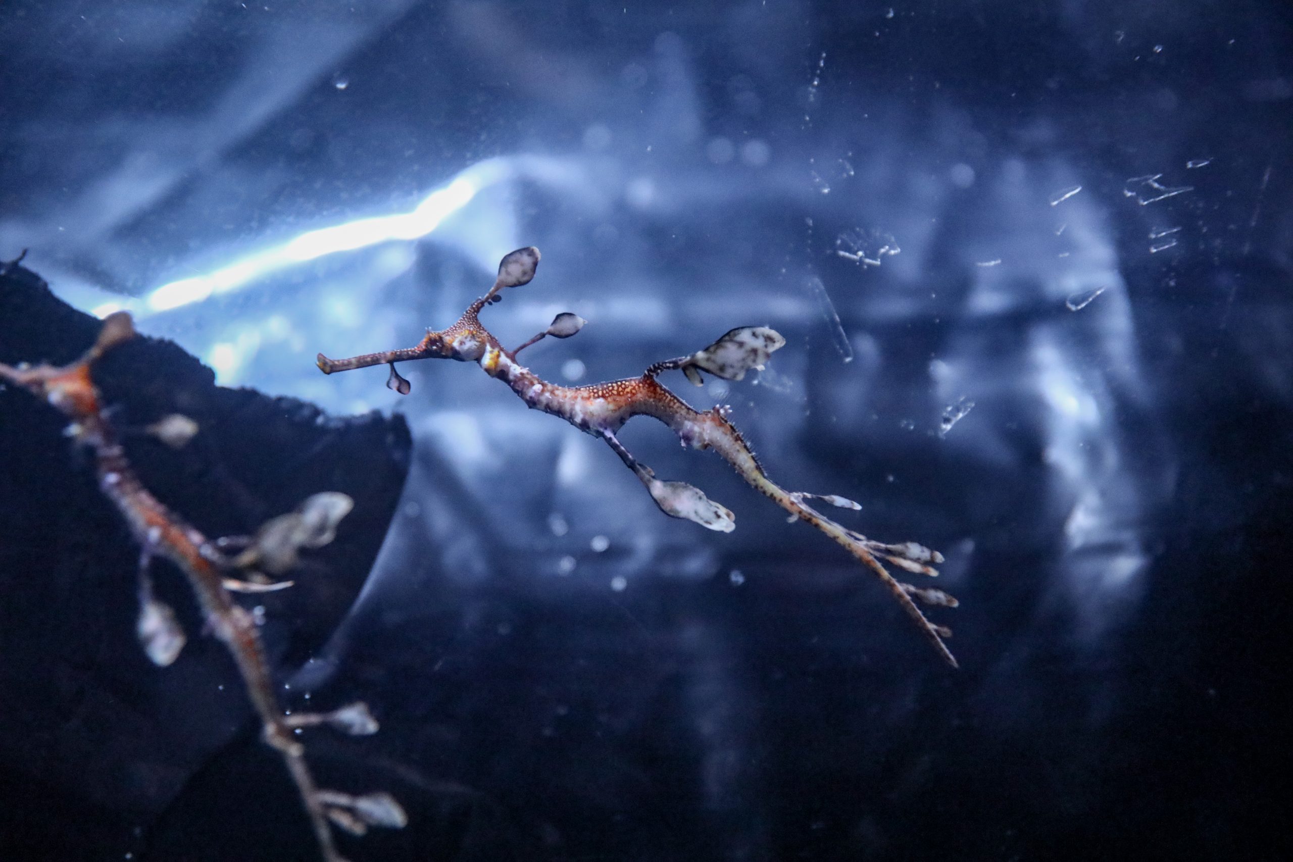 Seadragon babies in November 2022