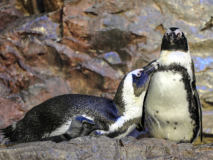 African penguin pair sit together on rocks at The New England Aquarium