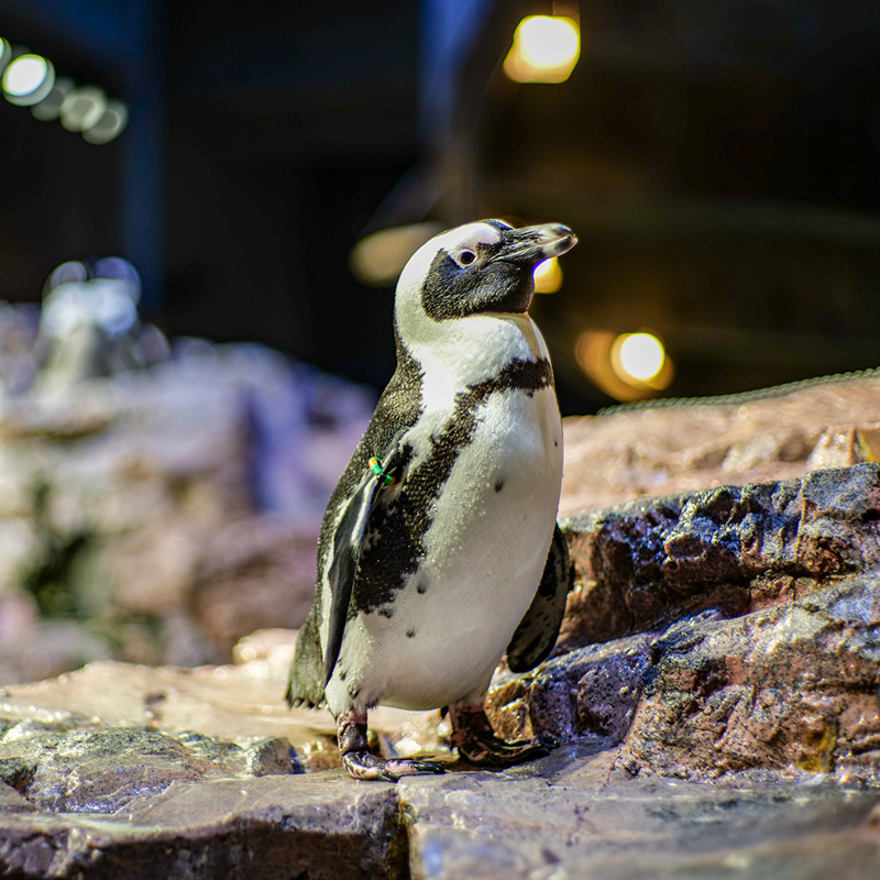 African penguin on exhibit at The New England Aquarium