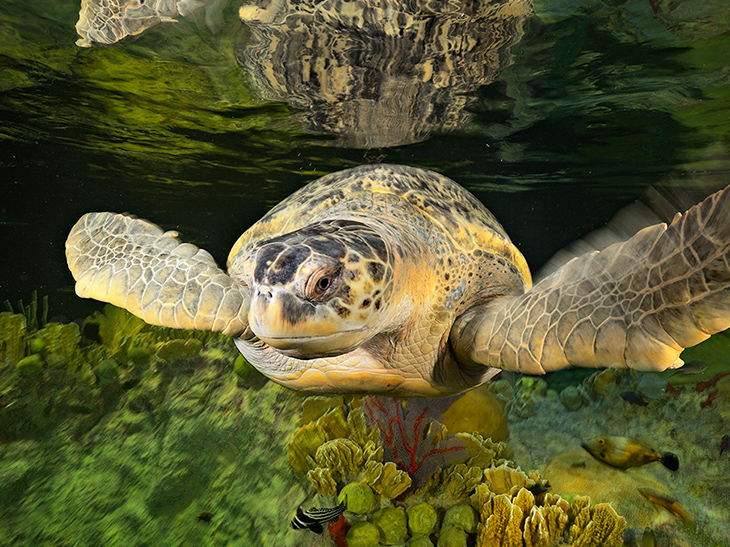 Myrtle the green sea turtle has lived at the Aquarium since 1970.