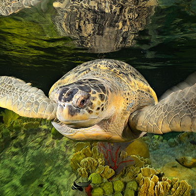 Myrtle the green sea turtle