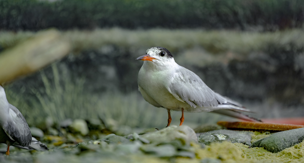 Common Tern New England Aquarium