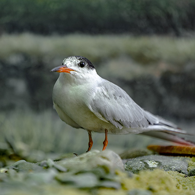 Common tern