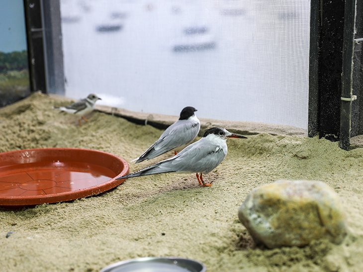 Two common terns at the New England Aquarium