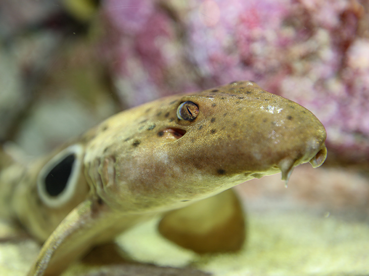 Epaulette shark close-up