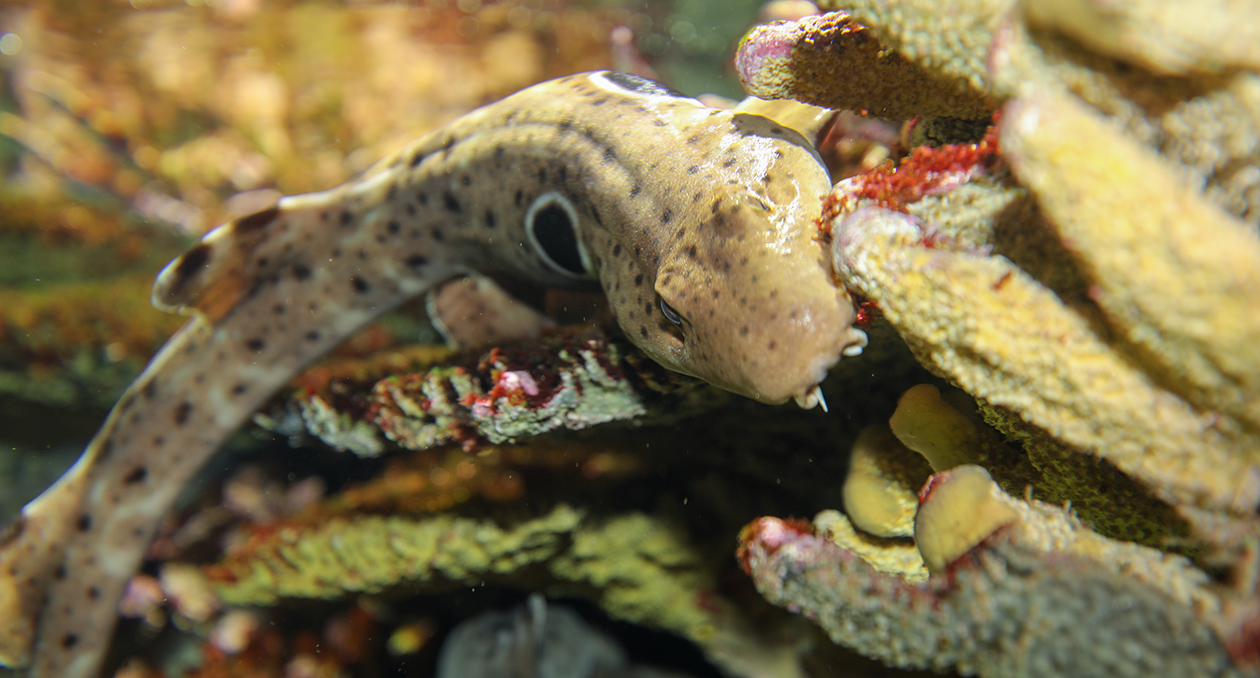 Epaulette shark