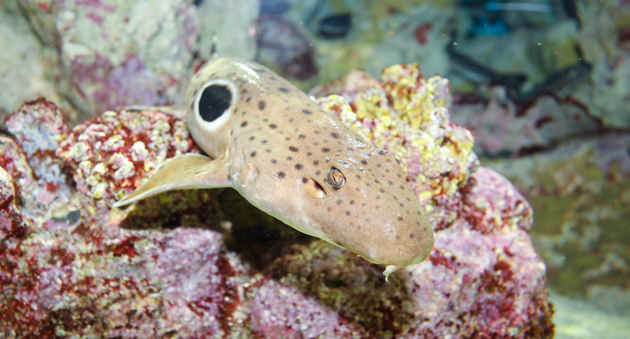 Epaulette shark