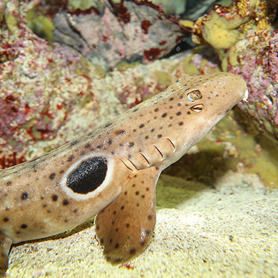 Epaulette shark