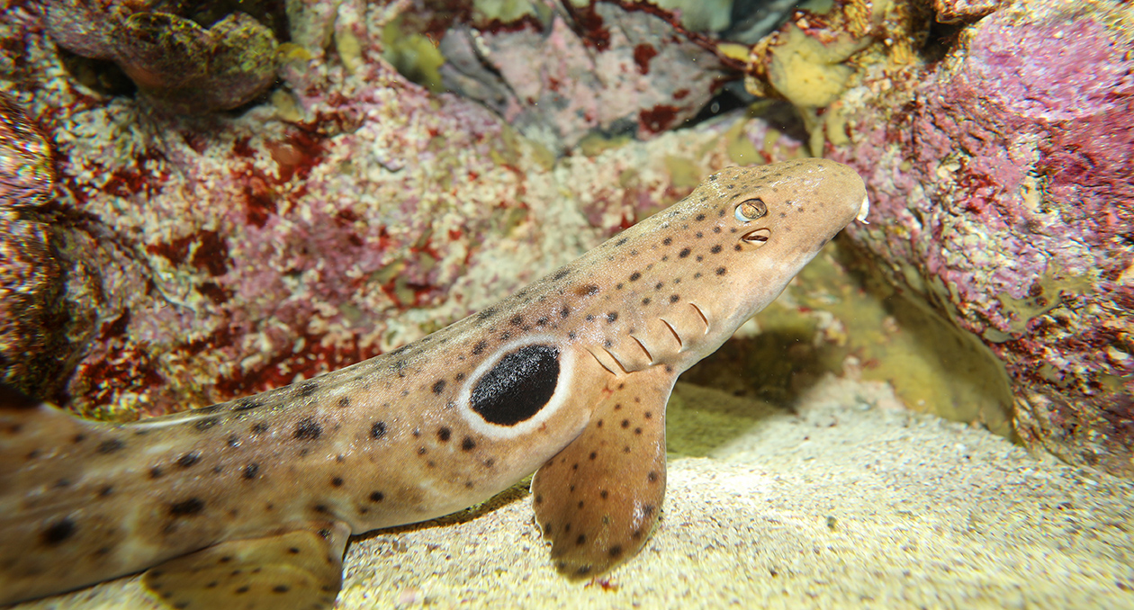 Epaulette shark at the the New England Aquarium