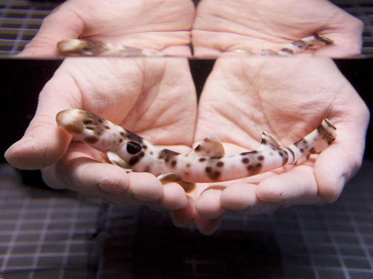 Epaulette shark pup