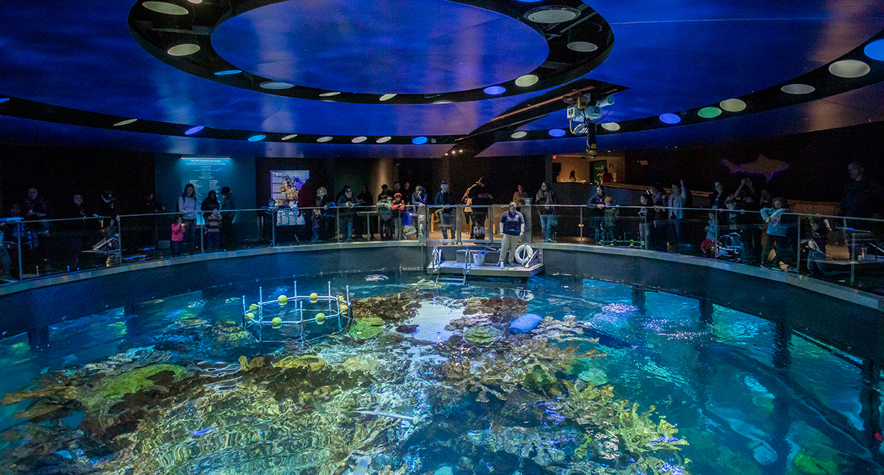 Top of the Giant Ocean Tank