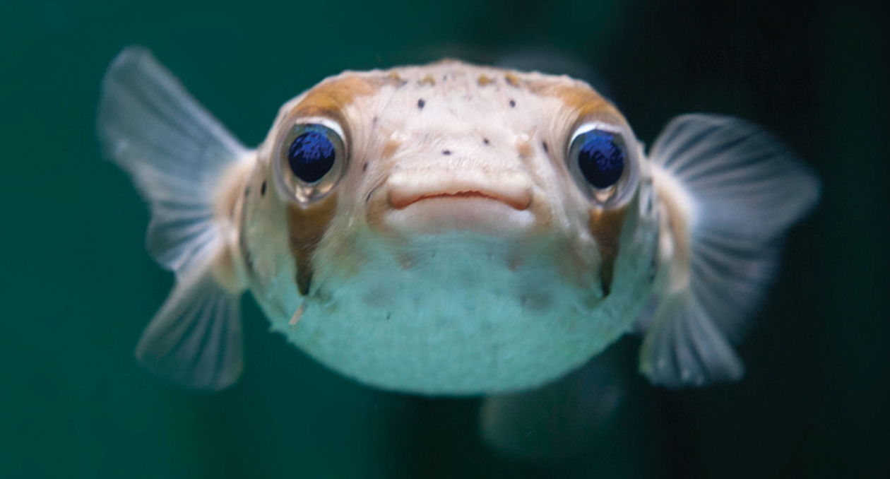 Balloonfish in the Giant Ocean Tank