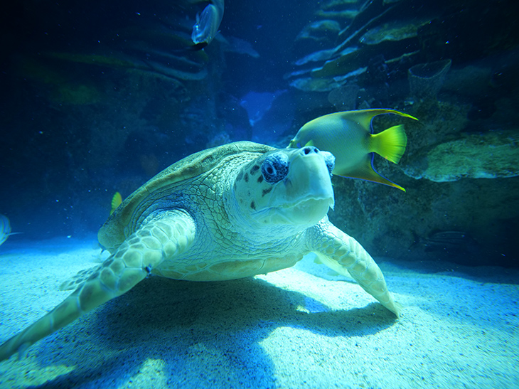 Loggerhead sea turtle in the Giant Ocean Tank