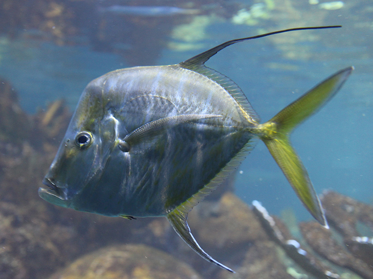 Lockdown in the Giant Ocean Tank