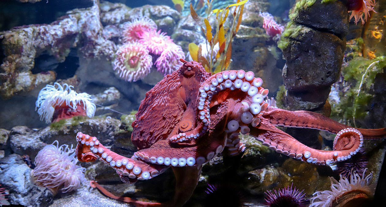 Giant Pacific Octopus