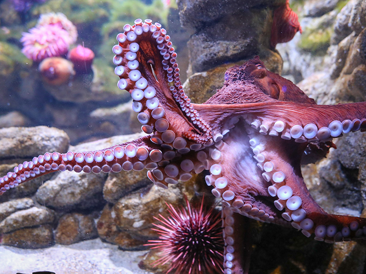 Giant Pacific Octopus on exhibit