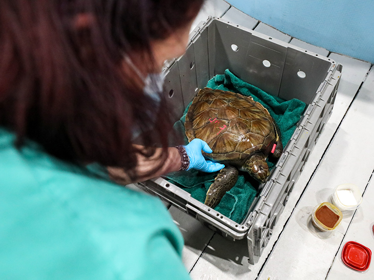 A green sea turtle receives care from at the New England Aquarium's sea turtle hospital