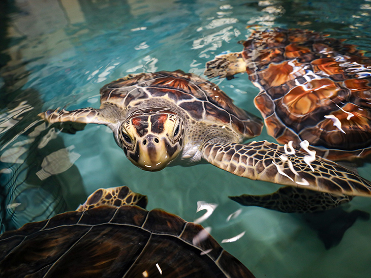 Green sea turtles at the Aquarium's sea turtle hospital in Quincy, MA