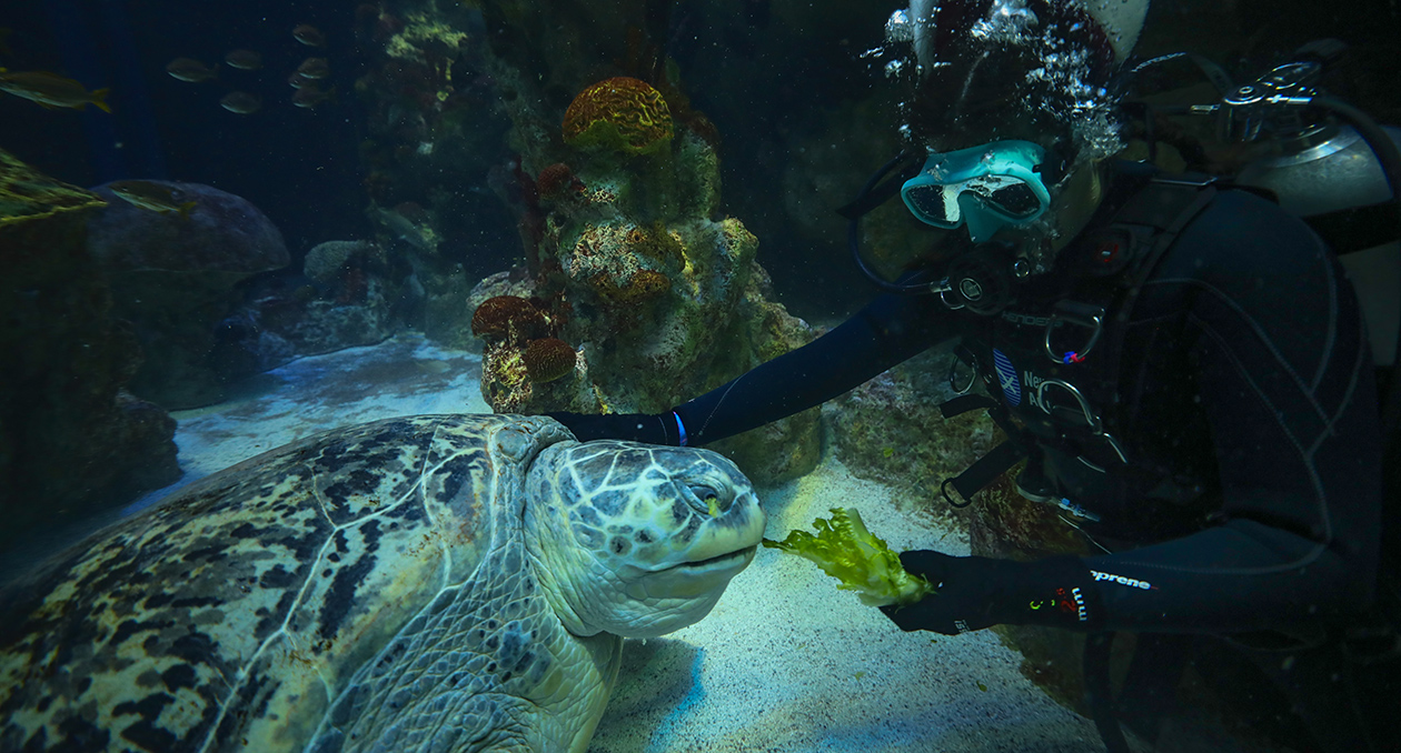 Myrtle is fed lettuce by a diver in the Giant Ocean Tank