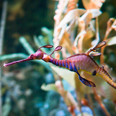 Weedy seadragon