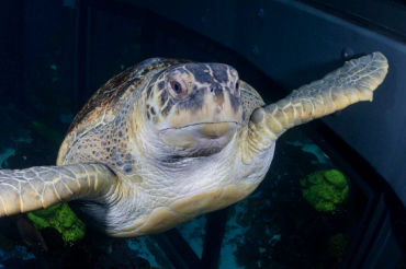 Giant Ocean Tank Exhibit Page