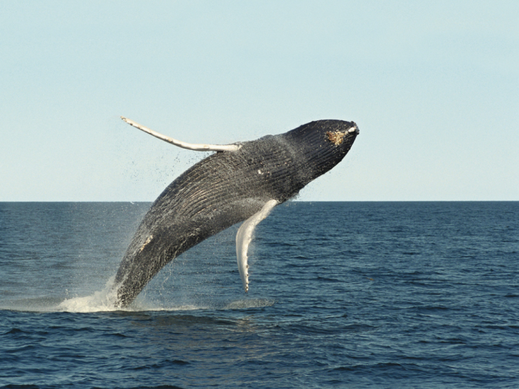 North Atlantic right whale photographed breaching