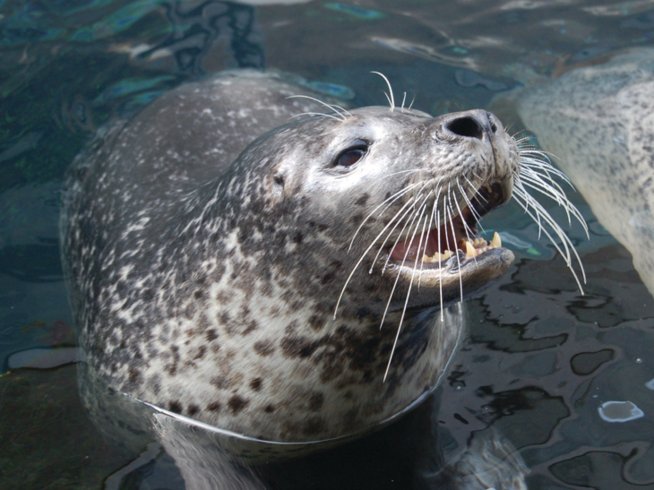 Atlantic harbor seal