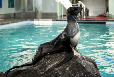 Where is Luna? Follow Her Stay at Mystic Aquarium