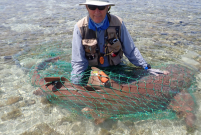 man in shallow water holding a net over a nurse shark