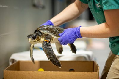 Sea Turtle Rescue Assistance