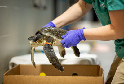 Help Support the Sea Turtle Rescue Assistance Act