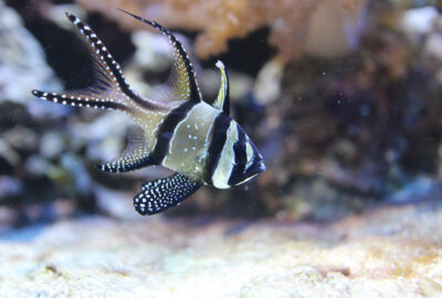 Banggai cardinalfish