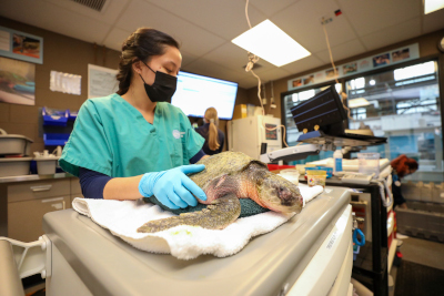 Supporting the Sea Turtle Rescue Assistance Act