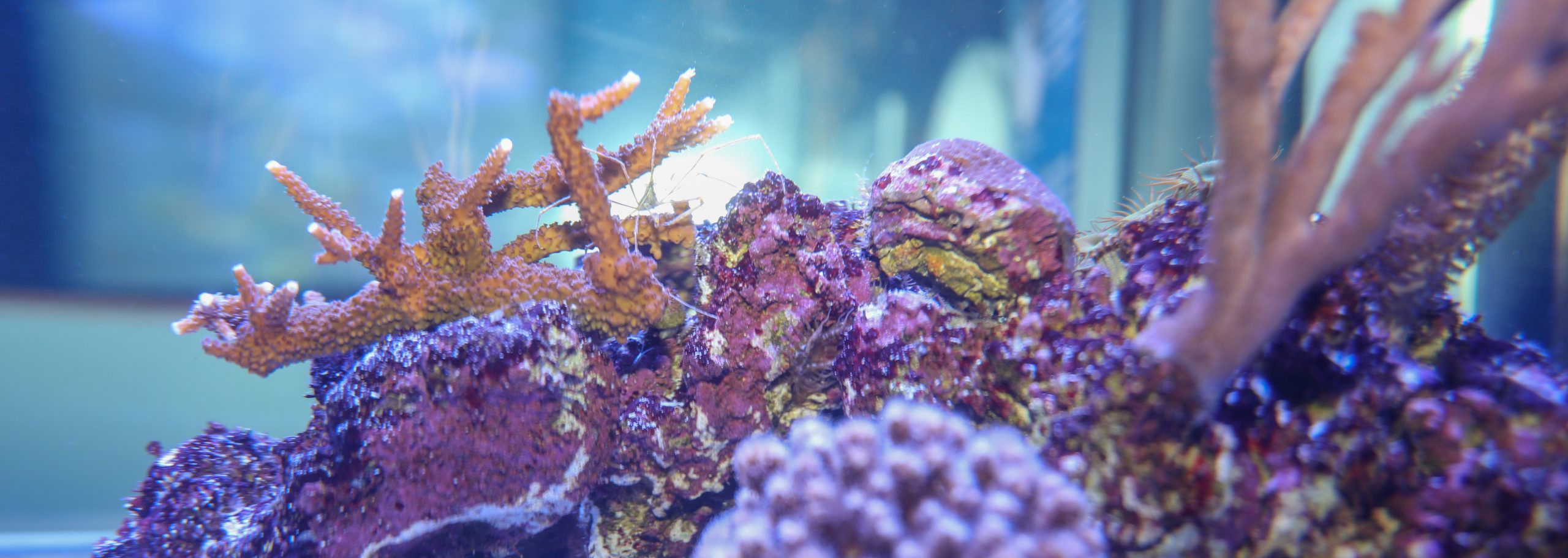 Staghorn Coral: An Endangered Species at the Aquarium - New