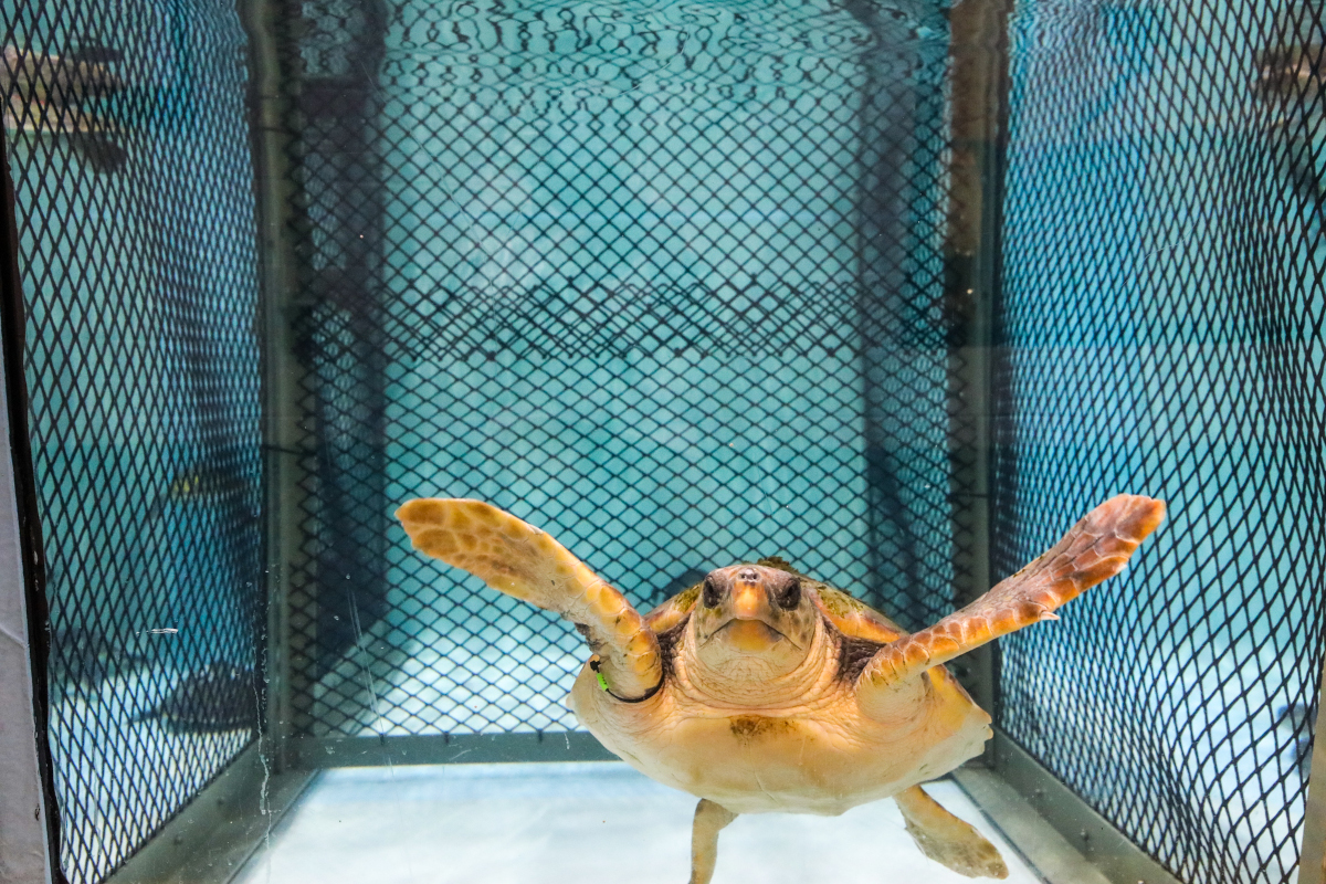 A recovering loggerhead at the Aquarium's Sea Turtle Hospital.