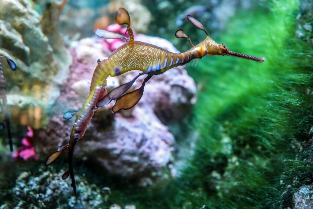 Seadragon dad with eggs on its tail