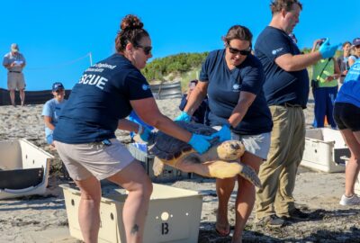 Supporting the Sea Turtle Rescue Assistance Act