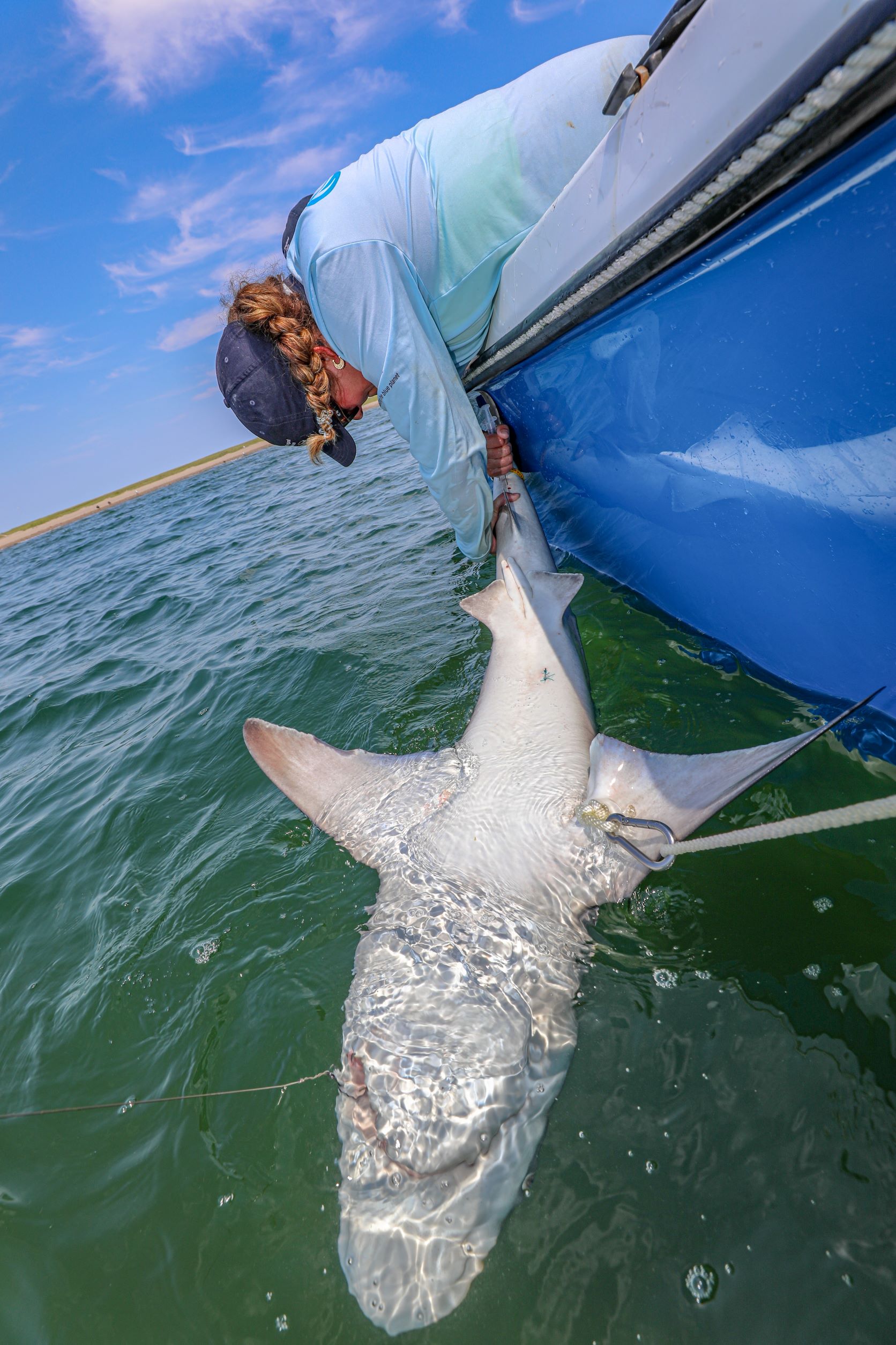 Sharks enter a hypnotic state when turned over, making it safer to tag them. Photo by Vanessa Kahn