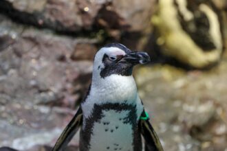 Taking Care of the Oldest Penguins in Our Colony