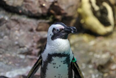 After Innovative Treatment this African Penguin is Thriving New
