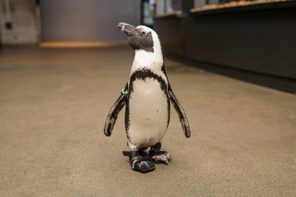 Penguin News Network — Step right up, step right up! The Fall Fair 2020