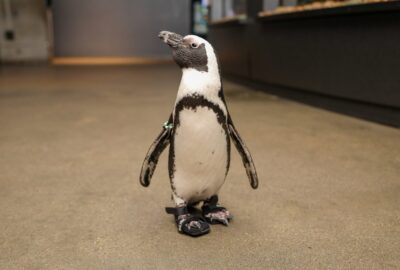 Beach Donkey, a 24-year-old African penguin, wore booties as part of her treatment for a foot condition.