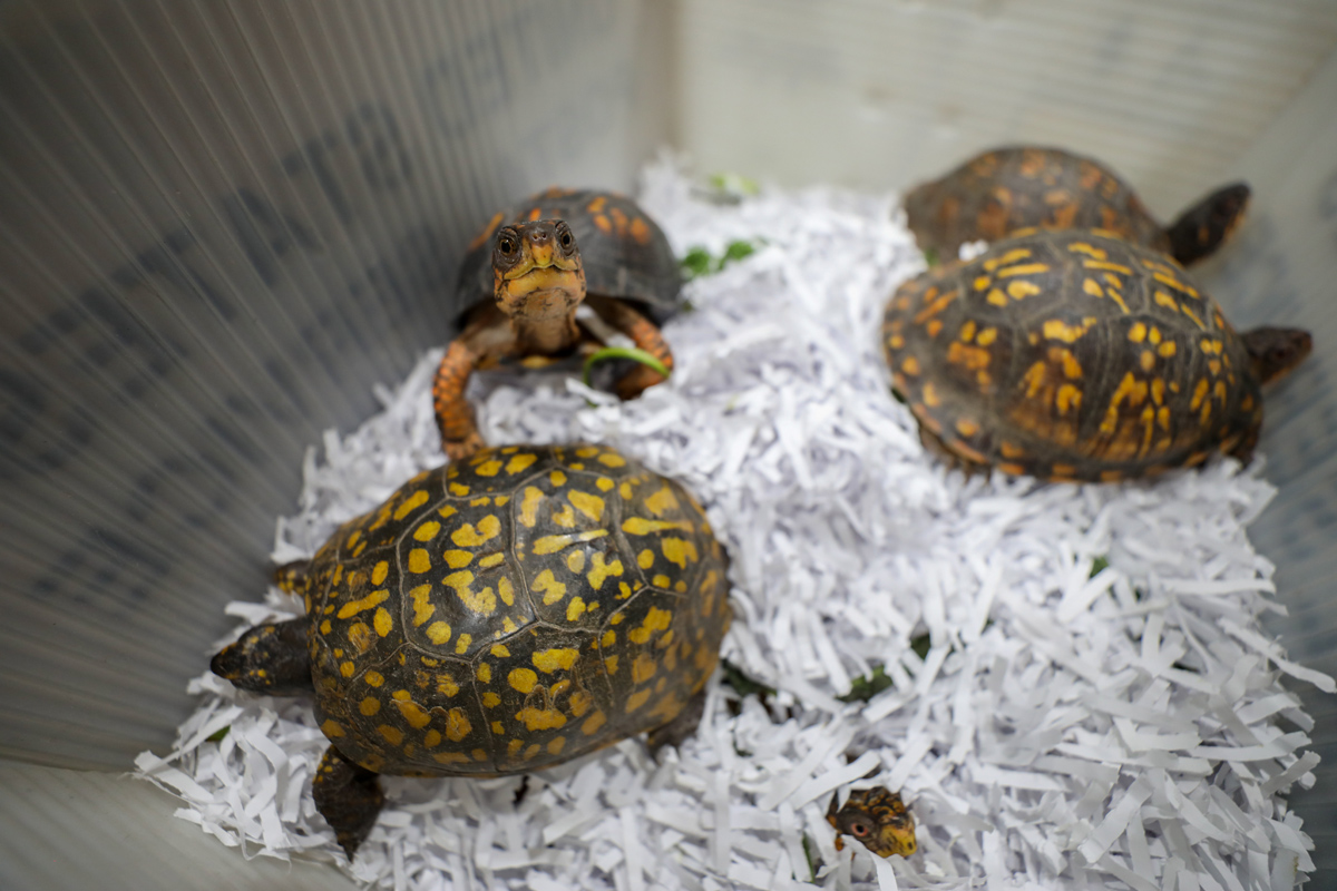 Olive Ridley Turtle Hatchlings