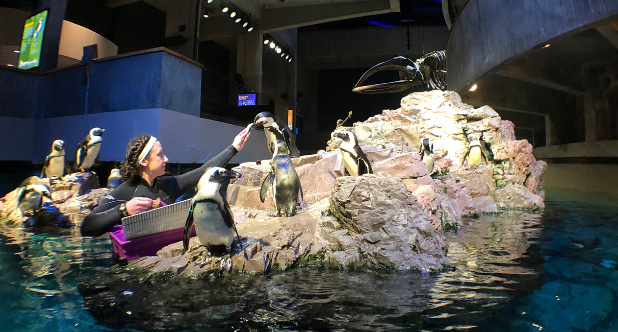 An aquarist feeds African penguins on exhibit