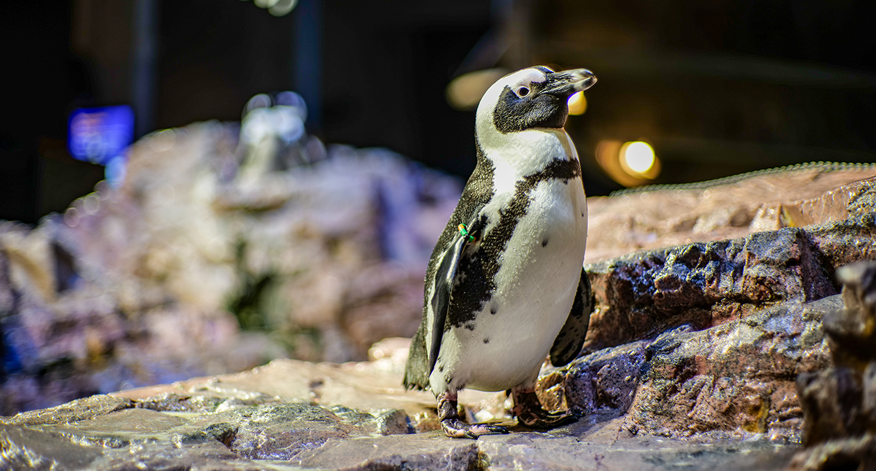 African penguin on exhibit at the New England Aquarium