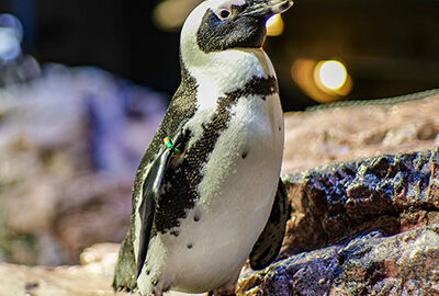 African penguin on exhibit at the New England Aquarium