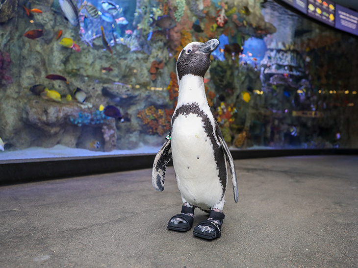 African penguin Beach Donkey received specialized care for a foot condition.