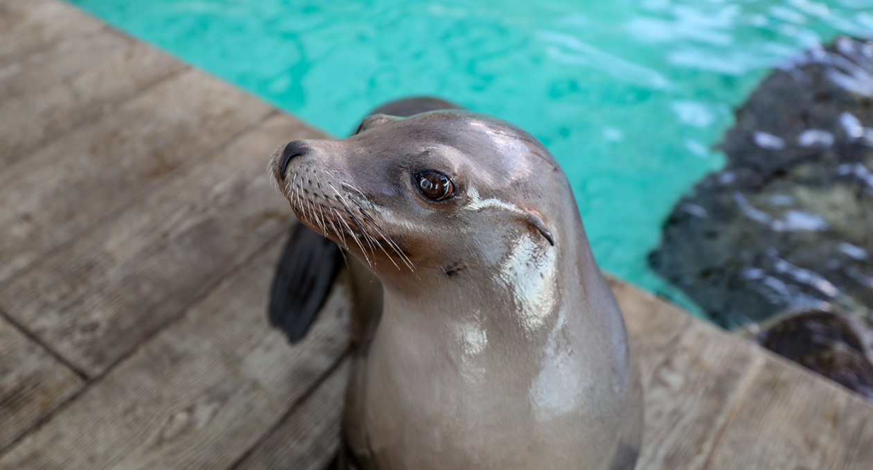 California Sea Lion