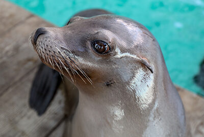 California Sea Lion